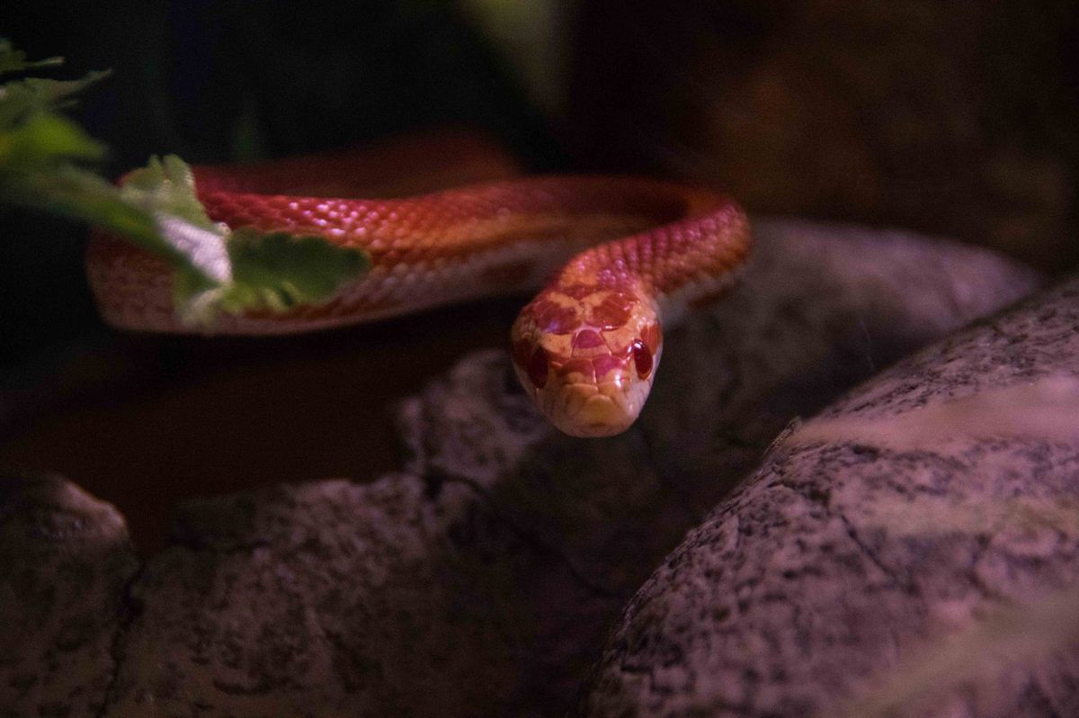 un éléphant rencontre un boa pour la première fois
