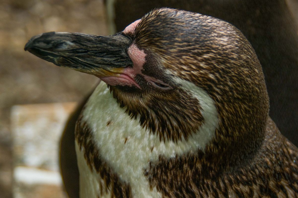 DIFFÉRENCES ENTRE PINGOUIN ET MANCHOT regard animalier