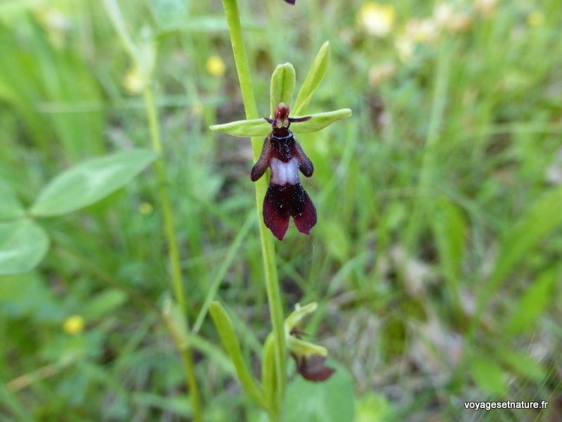 Ophrys mouche (Ophrys insectifera Linné 1753)