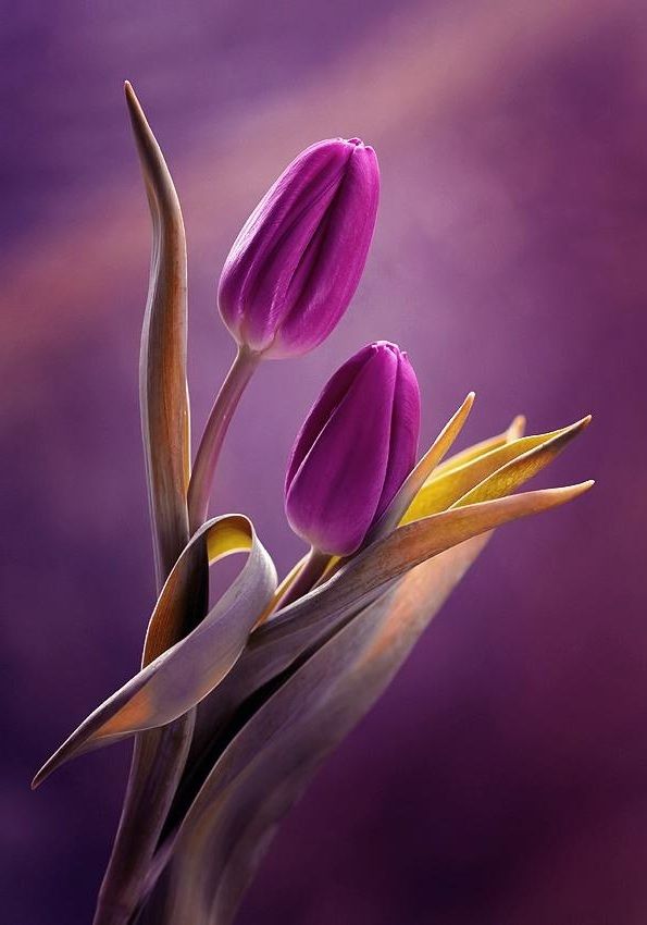 1 fleur-tulipe-mauve