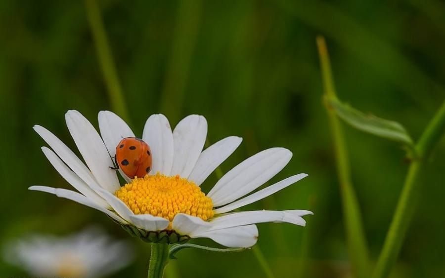 1 animal-insecte-coccinelle-marguerite