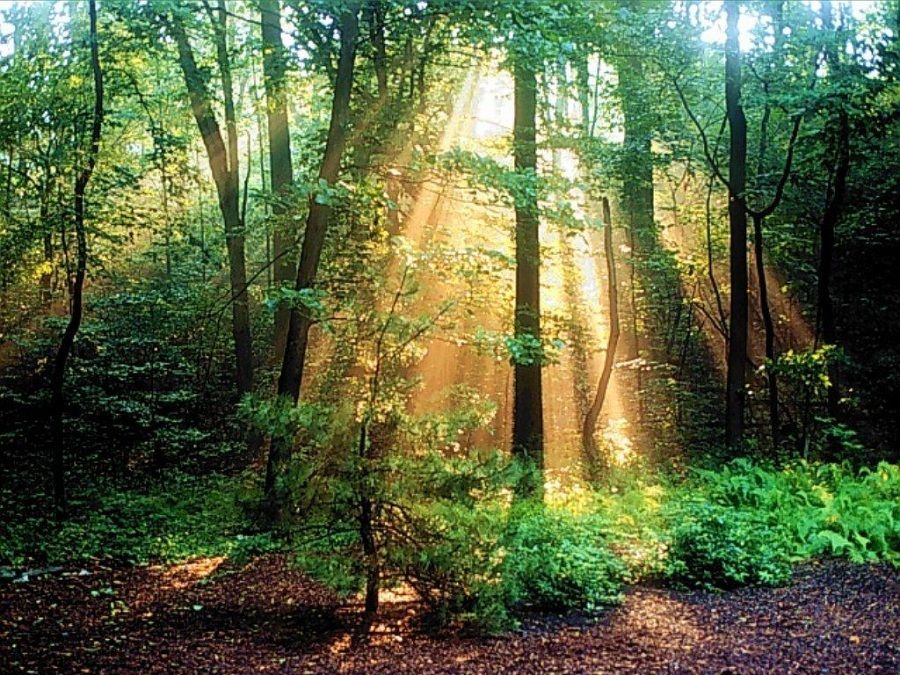 1 forets-39-900px