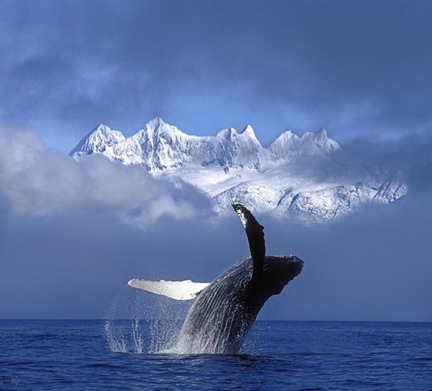 1 animal-baleine-22-big
