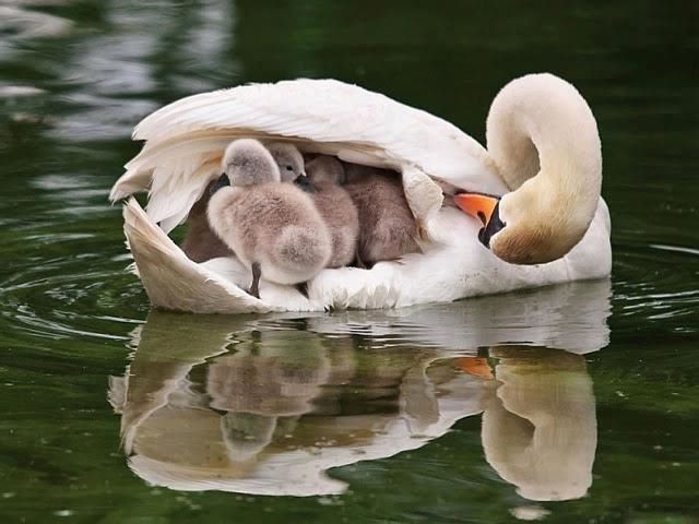 1 animal-cygnes