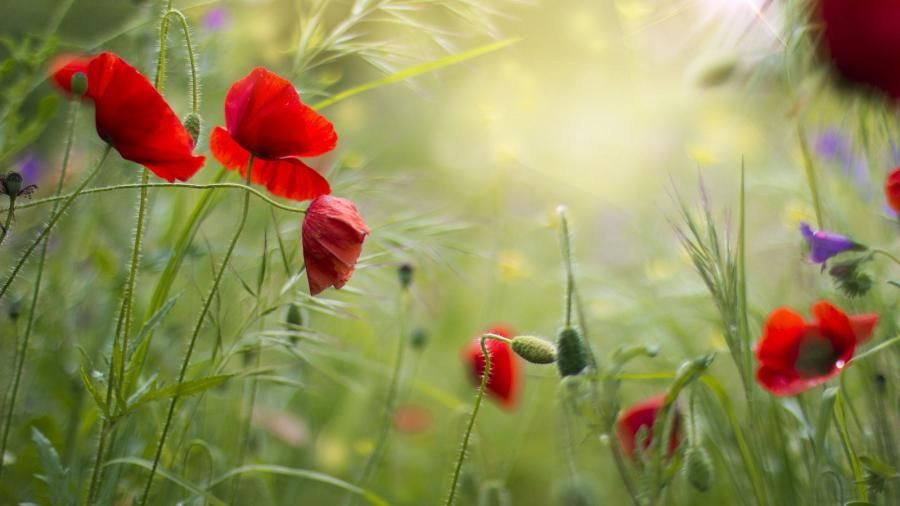 1 divers-fleur-ete-coquelicot