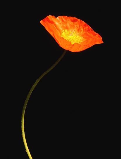 1 divers-fleur-oui