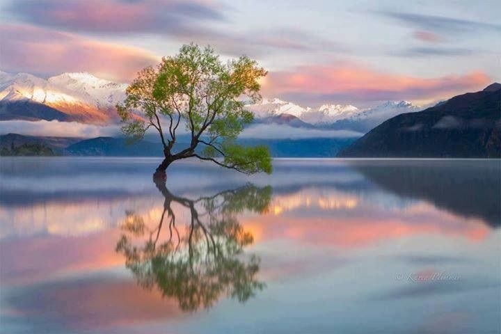 1 divers-arbre-resilience