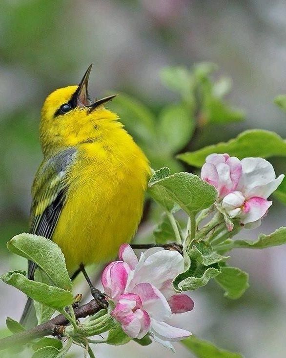 1 animal-oiseau-blue-winged-warbler