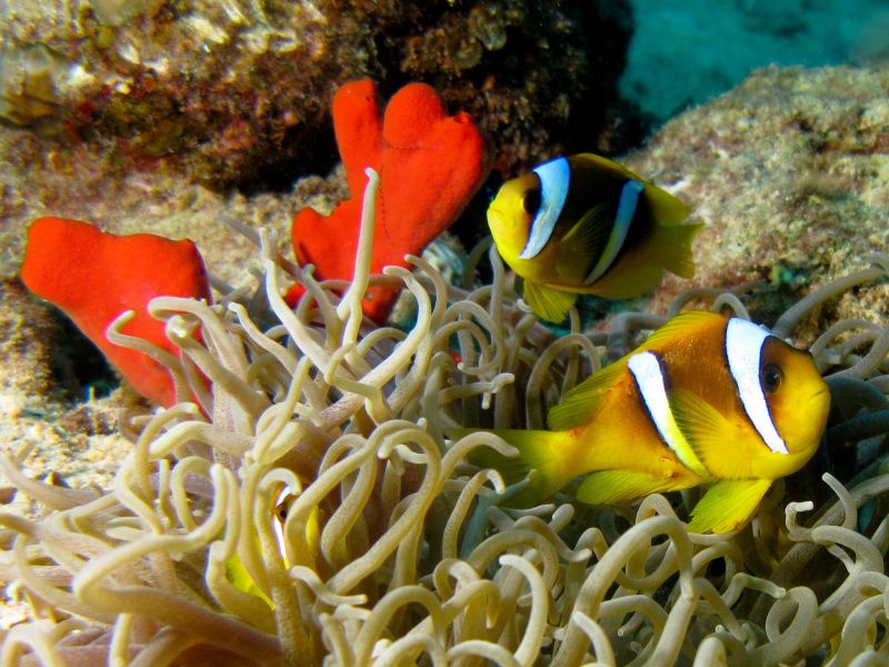 1 animal-poisson-clown-a-2-bandes-amphip