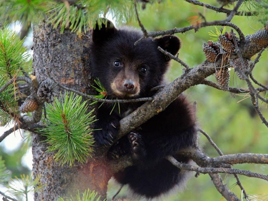 1 animal-ours-cub