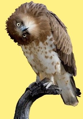 1 animal-oiseau-chouette-00-art-1