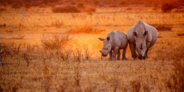 1 animal-rhinoceros-duo