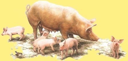 1 animal-porc-truie-et-porcelets-00-art
