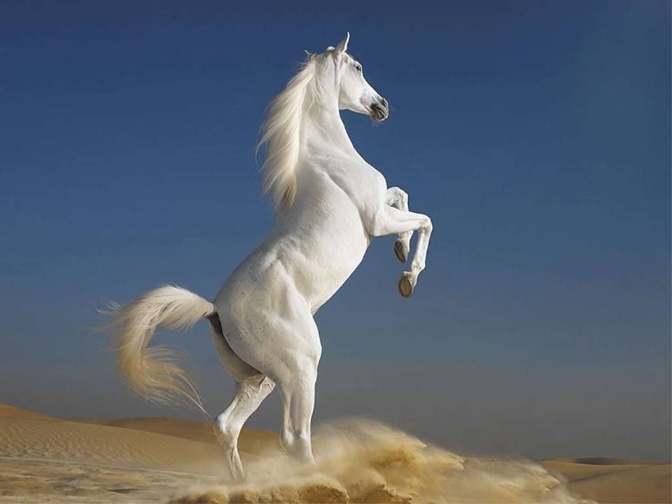 animal-cheval-blanc-25