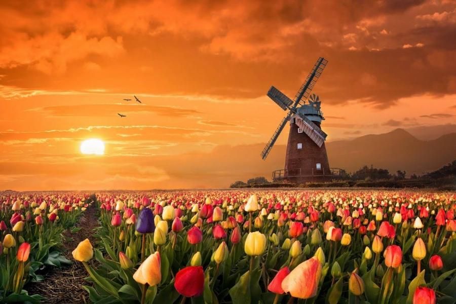 ob_1c210f_moulin-tulipe-couleur