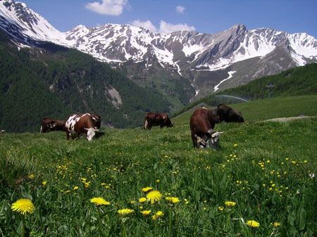 animal-vache-65