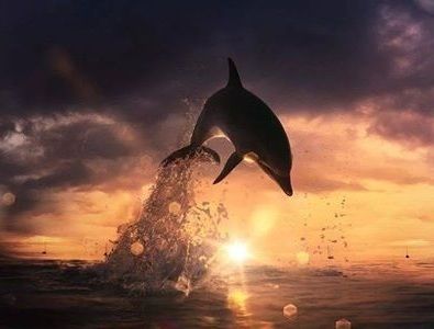 animal-dauphin-soir-486