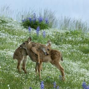 animal-biches-2