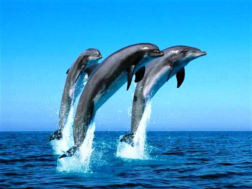 animal-dauphins-saut-mer