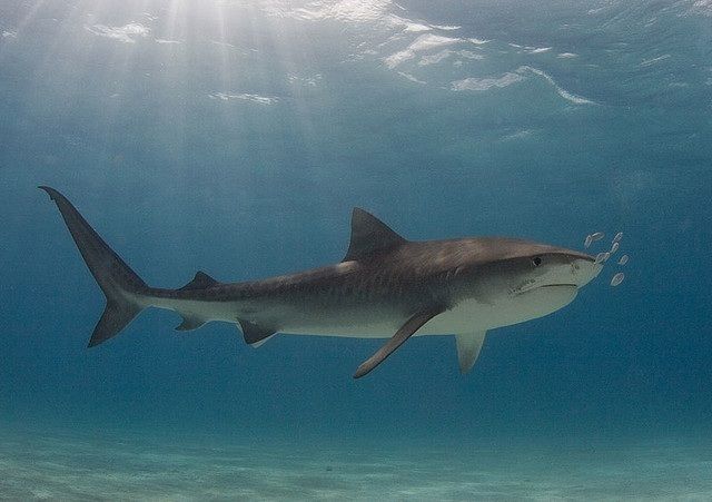 animal-requin-tigre.jpg