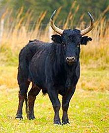 ob_9f1d82_animal-taureau-01.jpg