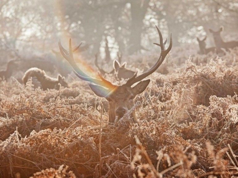 animal-cerf-56