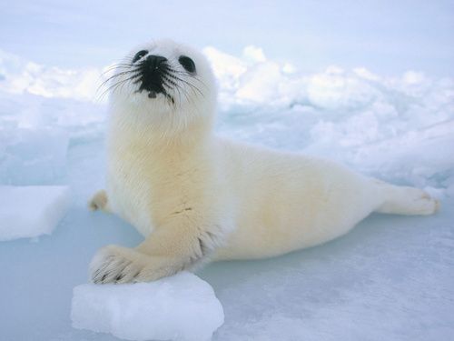 animal-phoque-juvenile-babyharpseal2