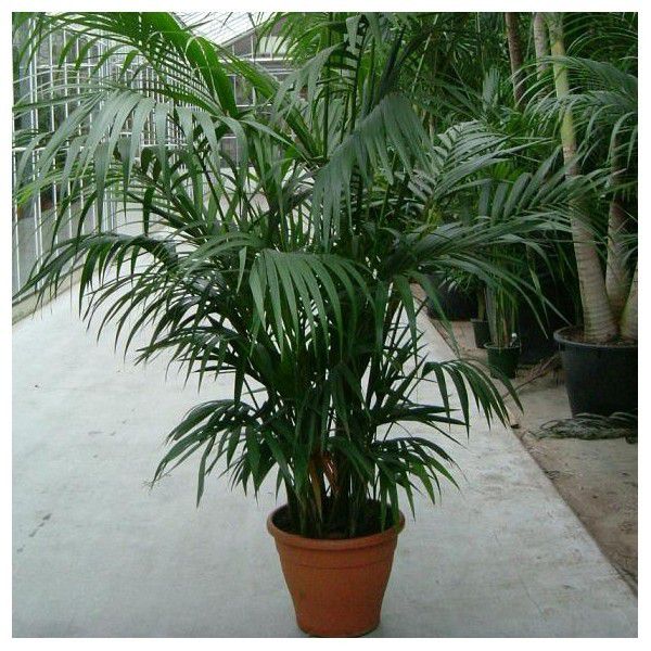 Le palmier kentia, une source naturelle d'oxygène - Galerie photos