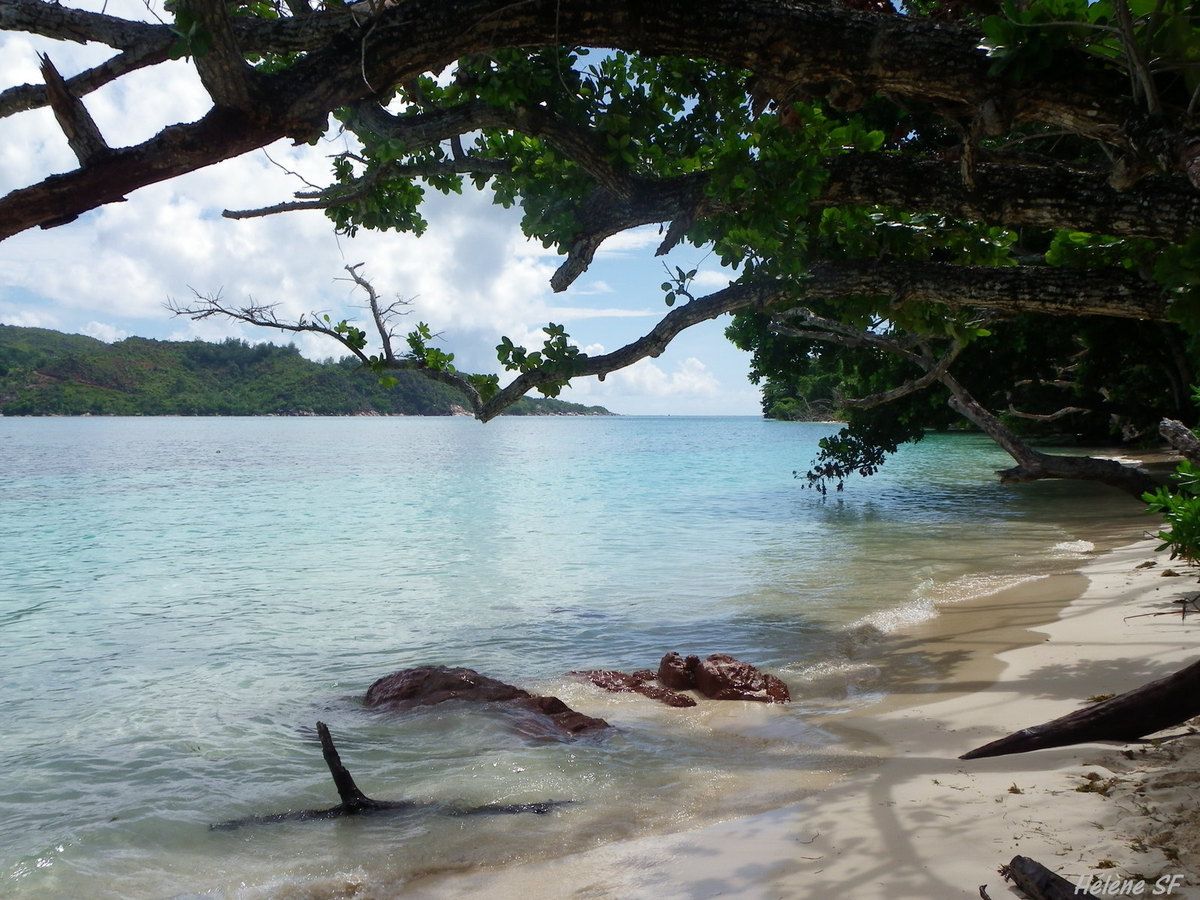 Que voir aux Seychelles? L'île Curieuse, sa mangrove, ses tortues et ses plages désertes