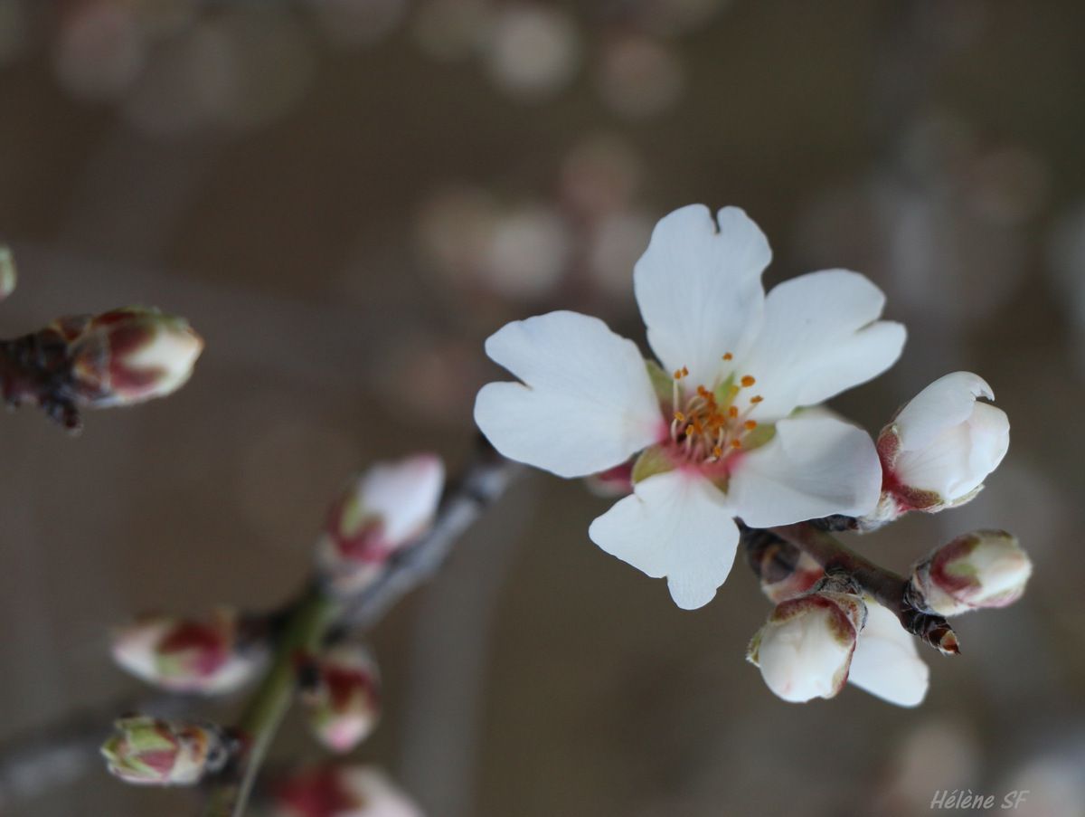 Fleurs d'amandier, les premières fleurs du printemps en Provence