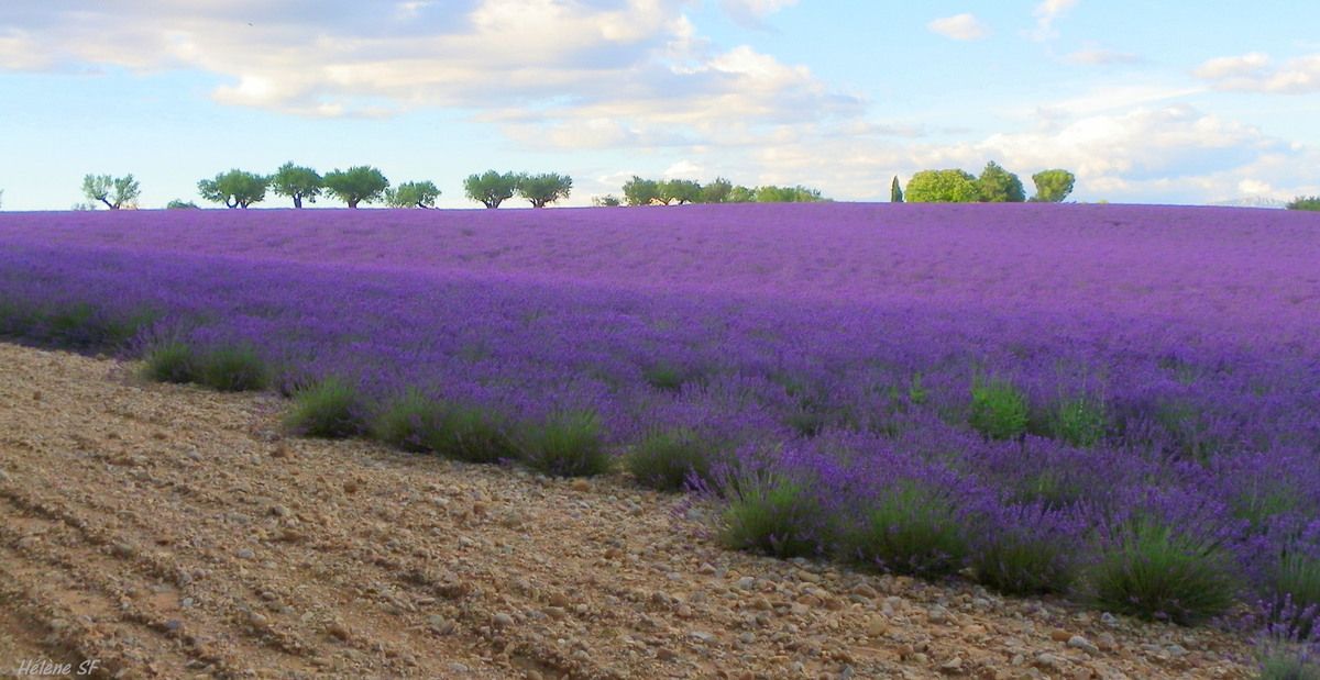 Idée de soirée romantique en début d'été en Provence, avec des champs de lavandes en fonds d'écrans
