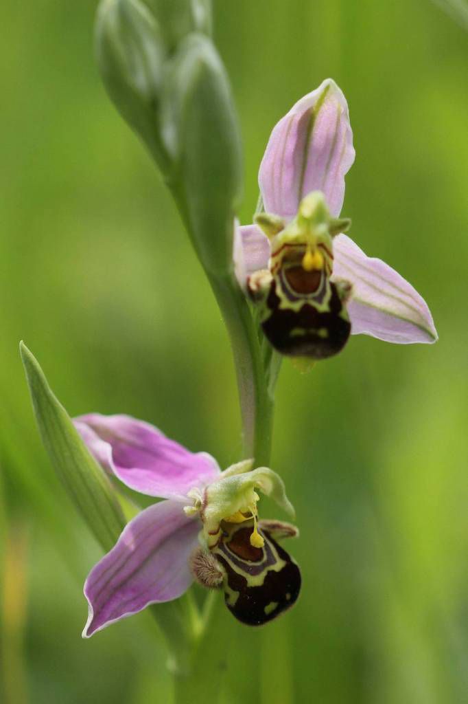 Ophrys Abeille