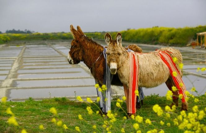 Ane De L Ile De Ré La Rigourdaine de l'âne de Ré - Sous le regard des chevaux
