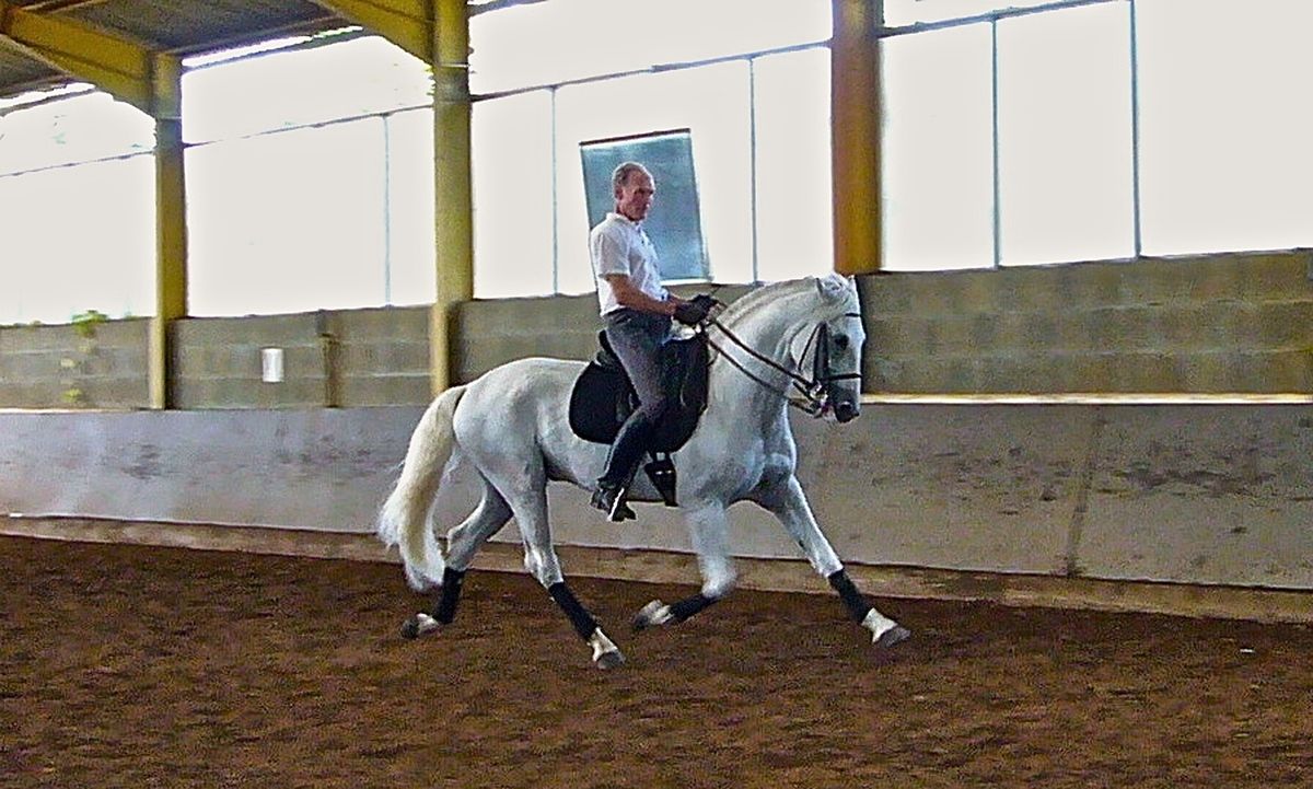 en dressage de haute école on rencontre le piaffer et le passage