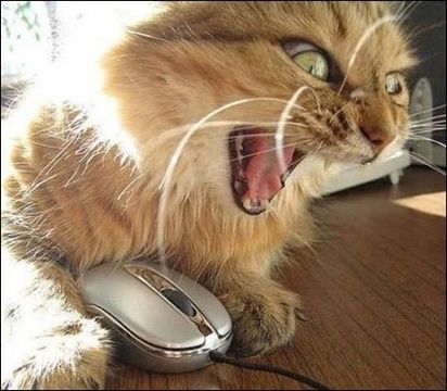 ob_0e7a79_chat-woaaw-avec-souris-d-ordin