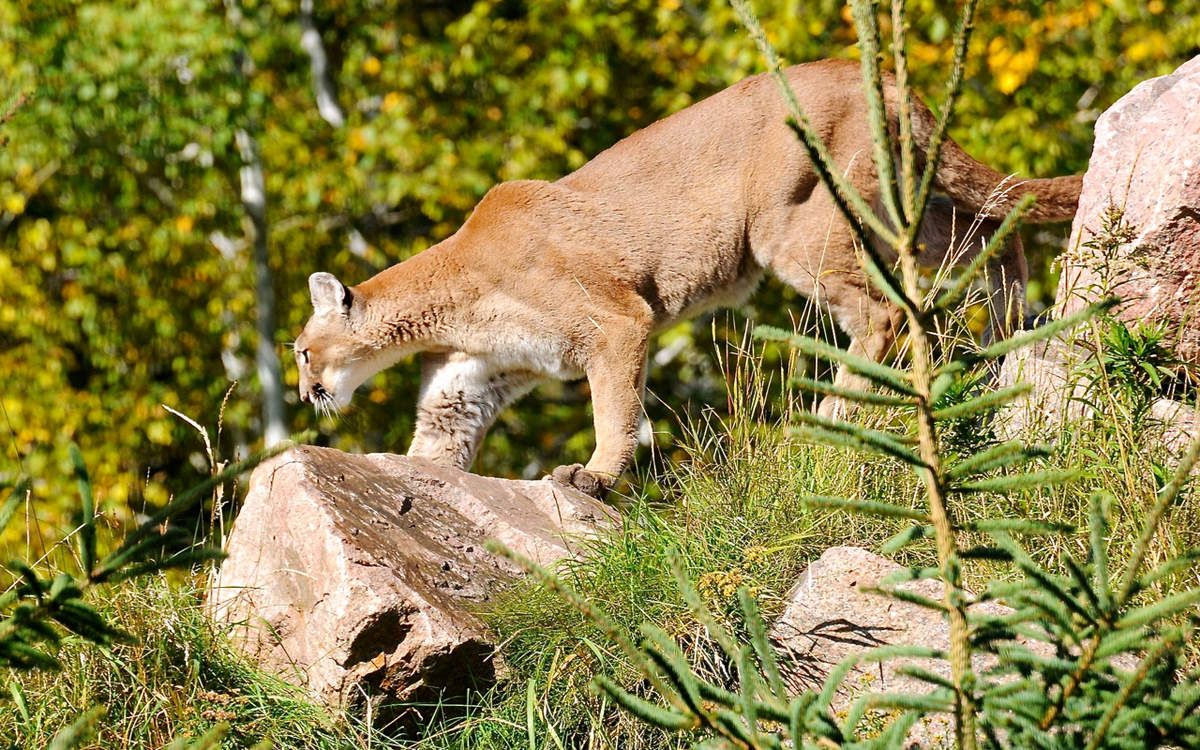 puma québec puma québec