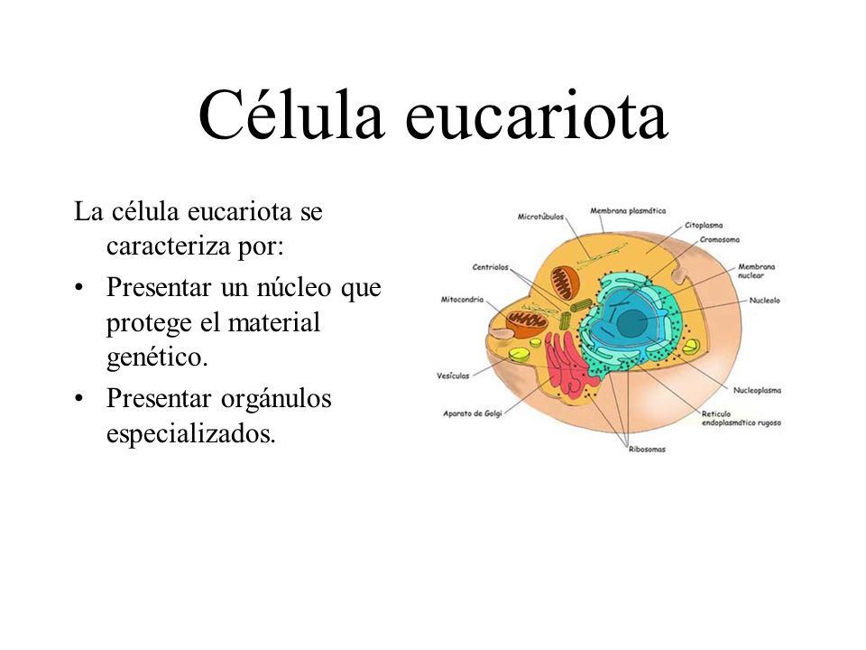 Célula Eucariota - BIOLOGÍA