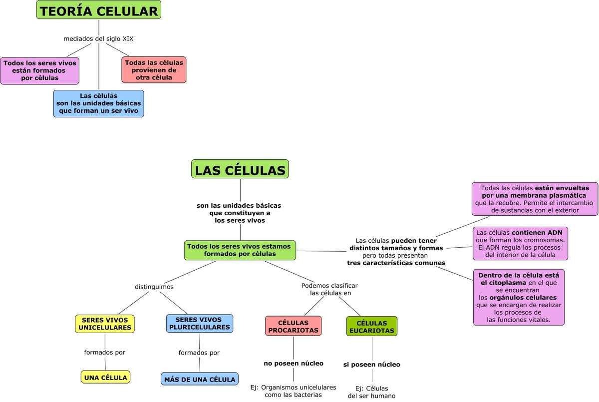 Clasificación de la Célula - BIOLOGÍA