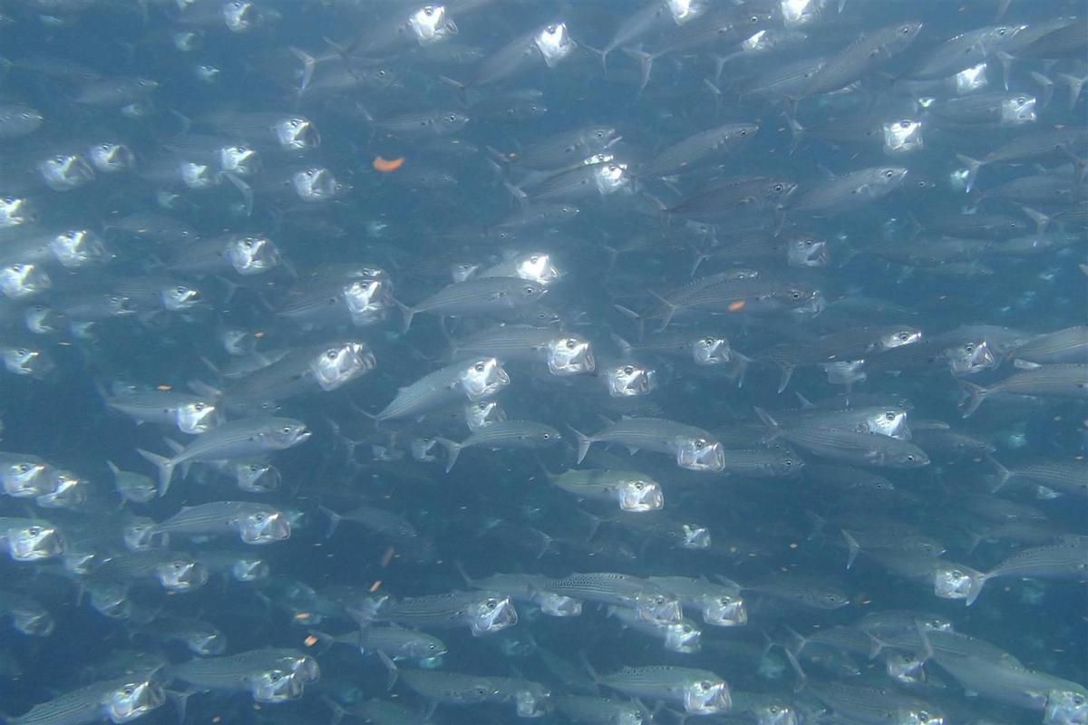 banc de poissons en plein nourrissage au plancton