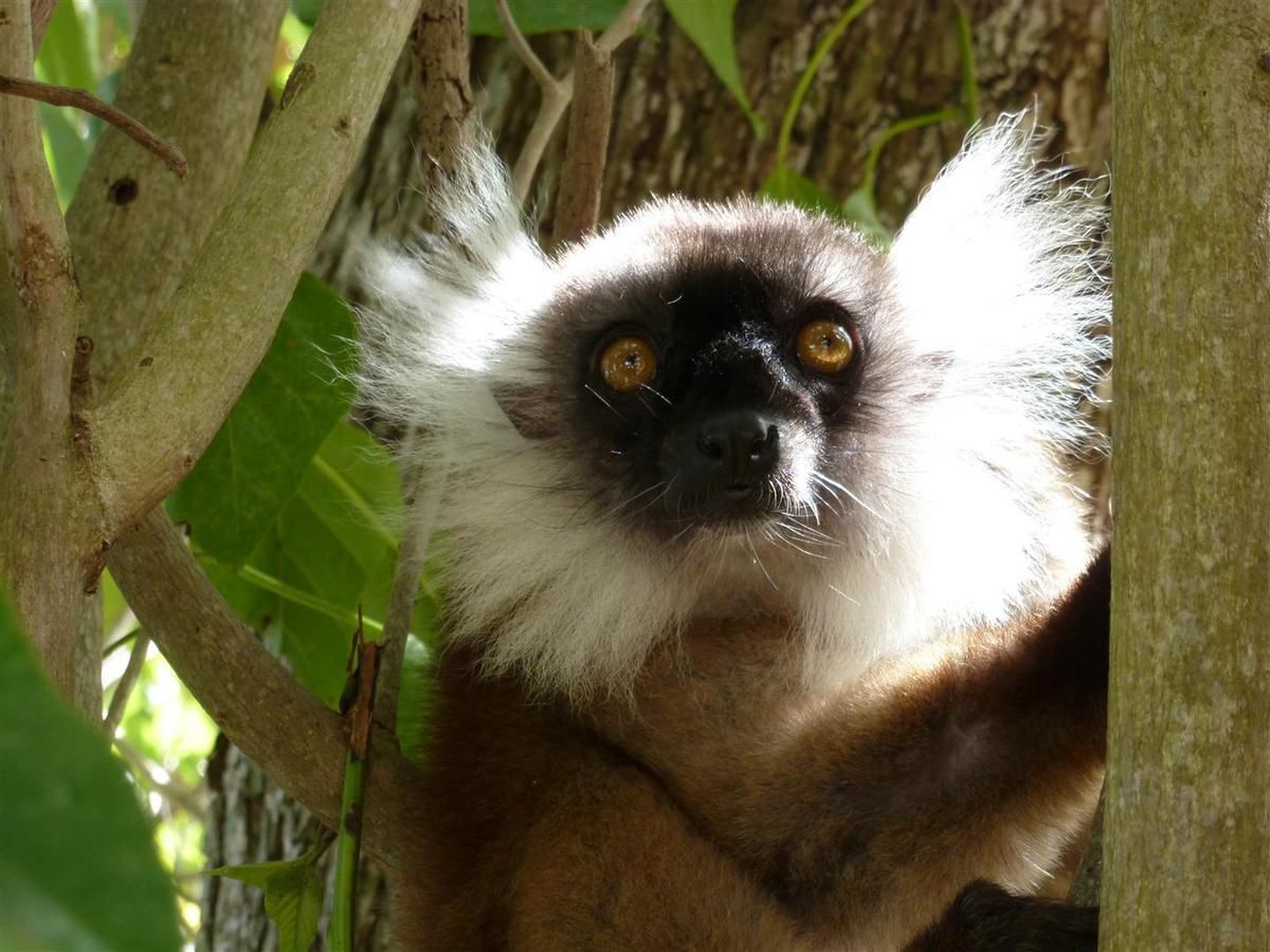lémuriens, Madagascar, août 2013