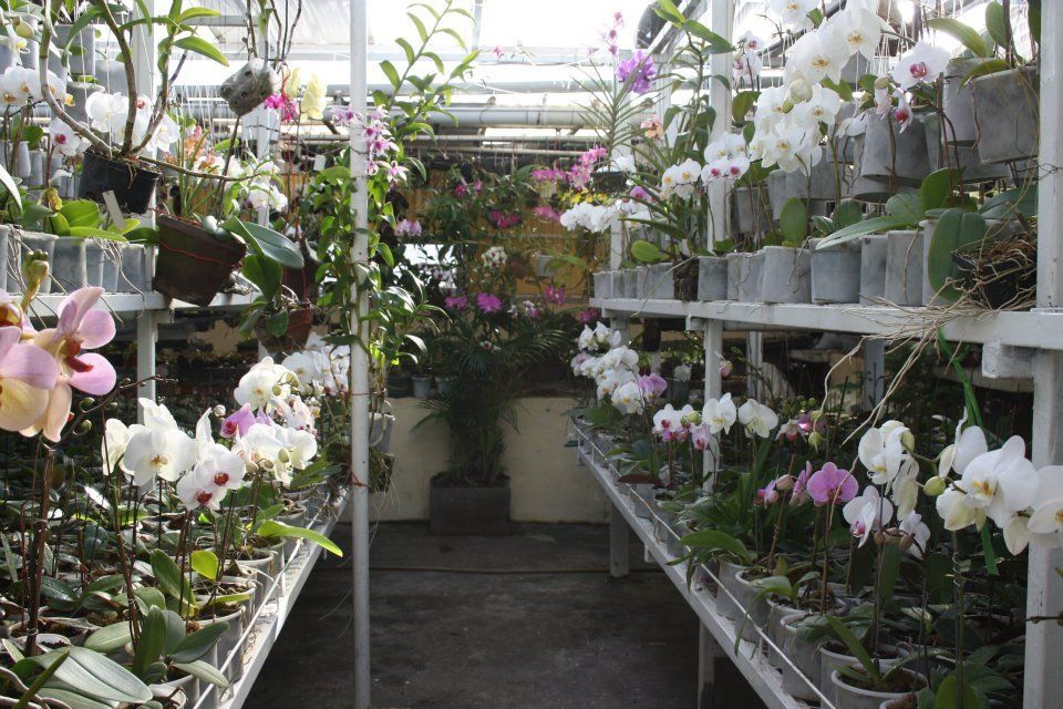 Orchid Vendors in Mauritius Tropical Orchids