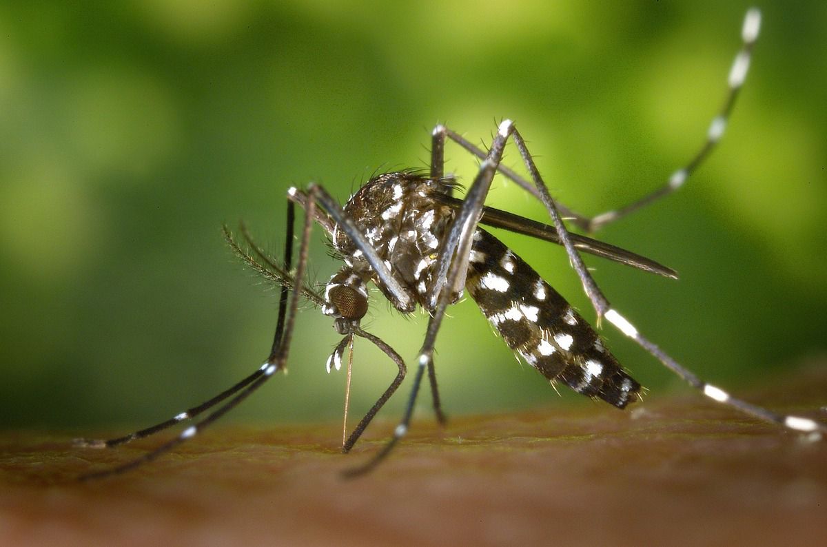 Alerte : propagation du virus Zika