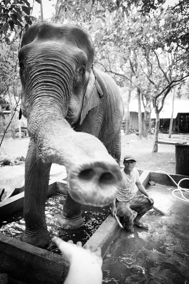 Cambodge 2015: Elephant Valley Project - Sanctuaire pour éléphants