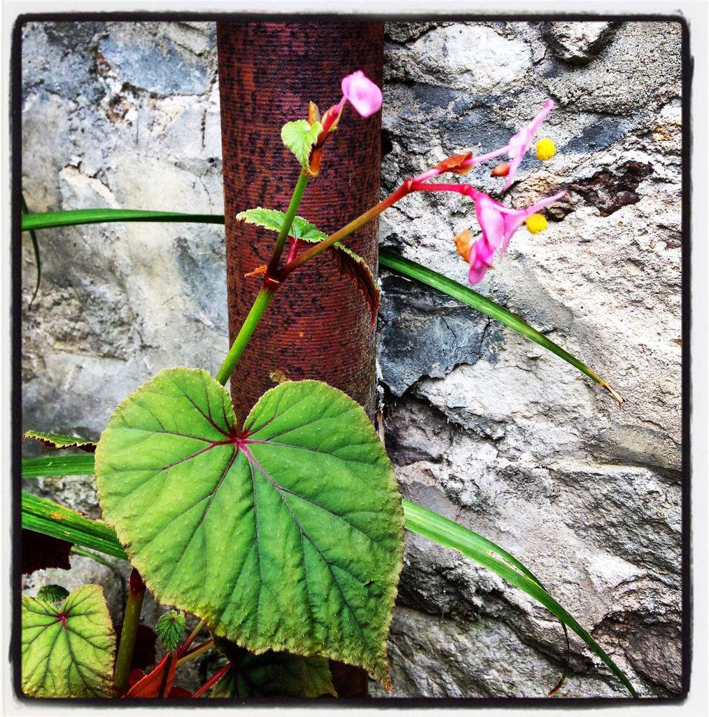 Le bégonia Evansiana Grandis avec ses fleurs si simples mais si délicates