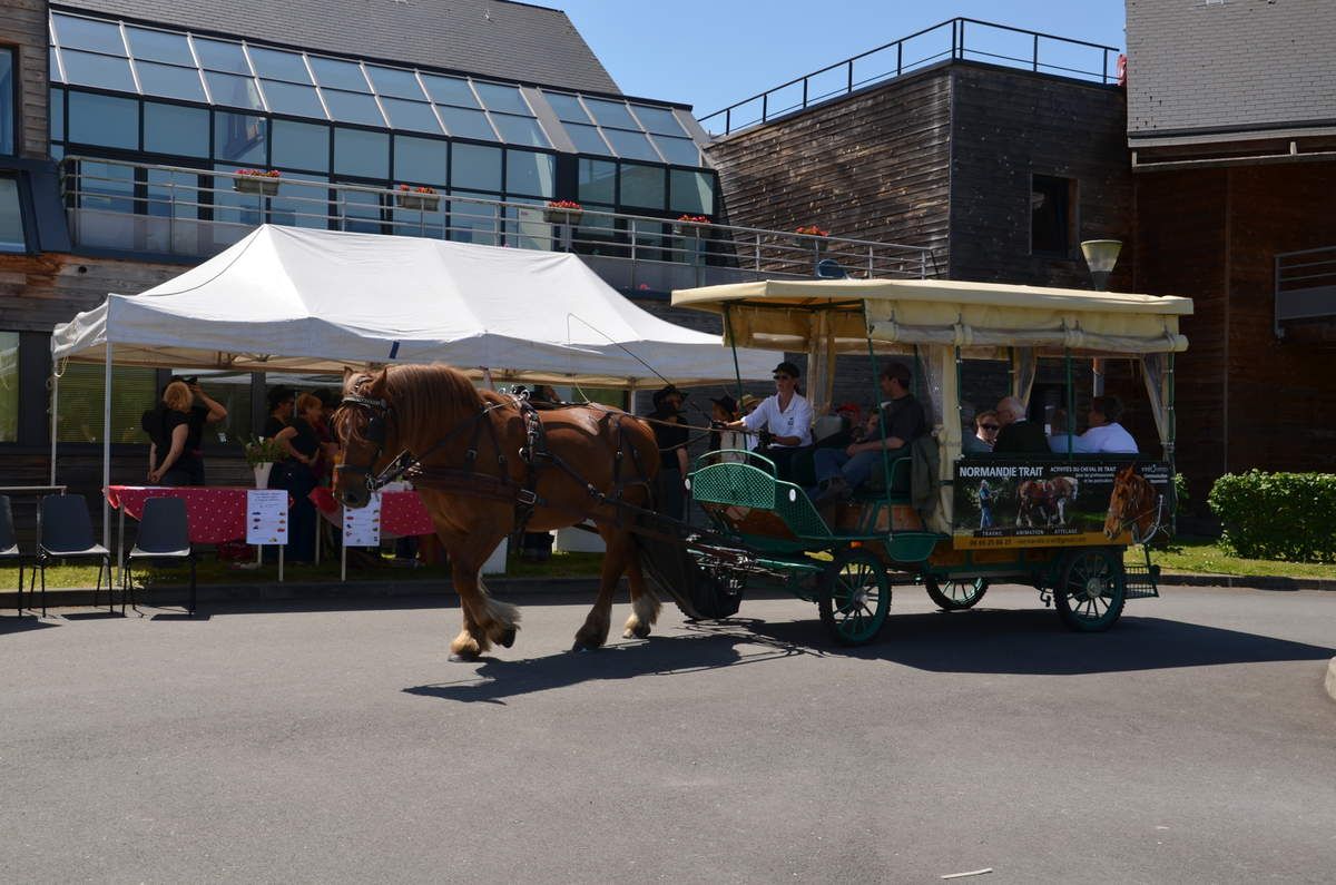 rencontre homme aimant chevaux