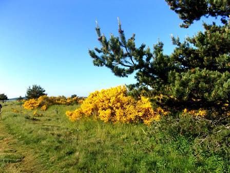 Chemin fleuri vers Pradelles.