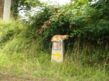 Un petit chat sur une borne jacquaire.