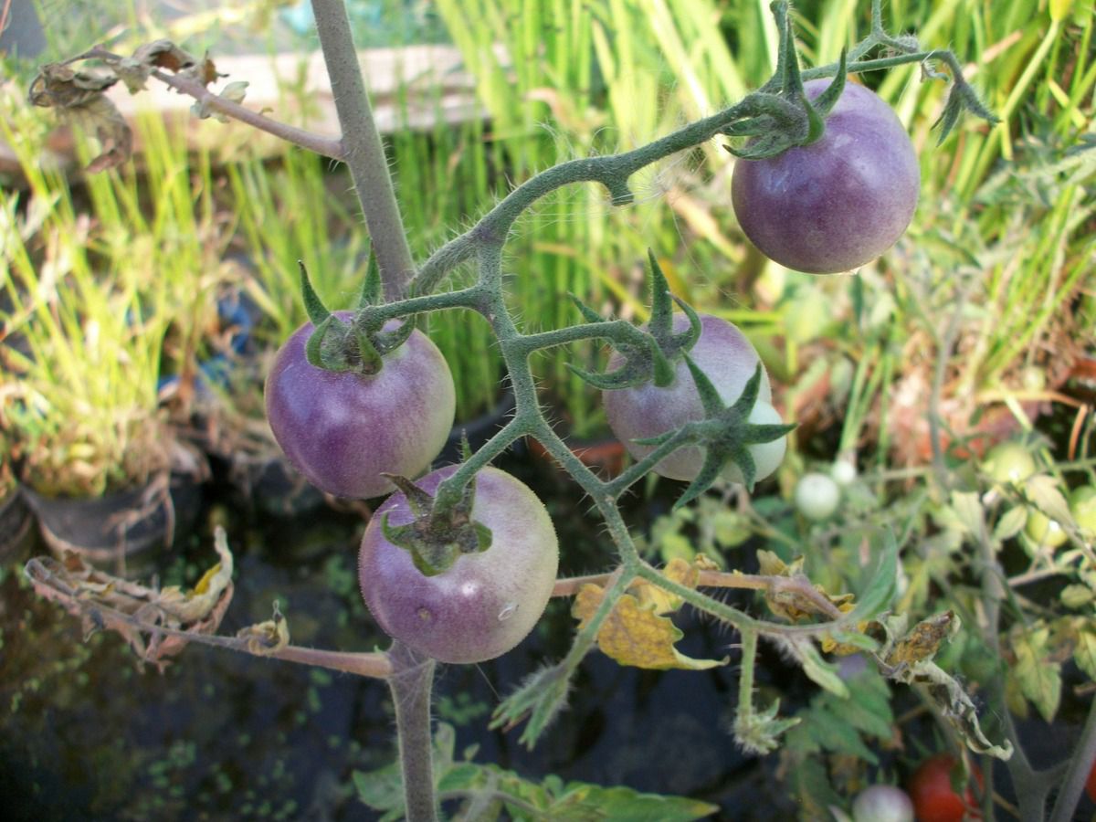 Les nouvelles tomates du jardin d'émerveille 