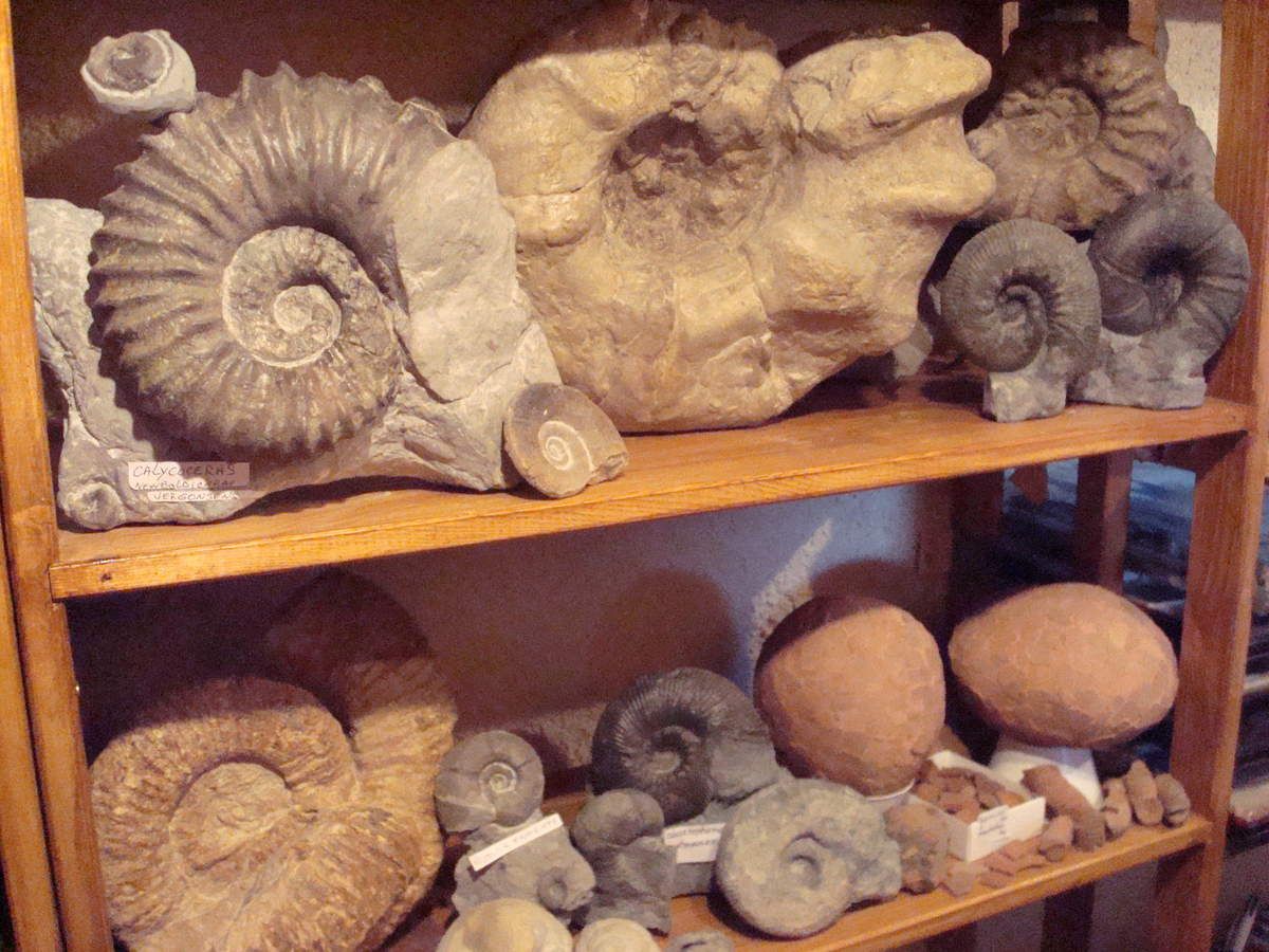 ma  collection ammonites du crétacé