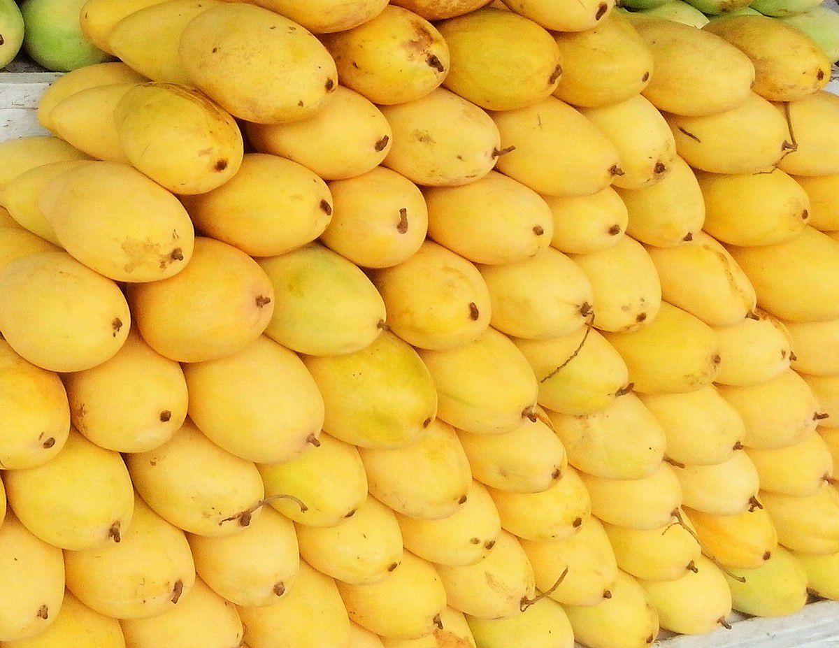 Carabao (mango) - Wikipedia